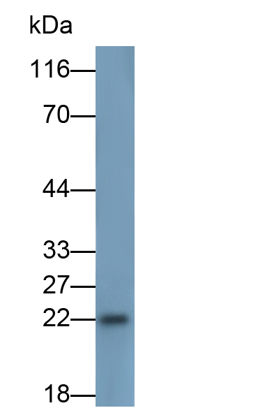 Monoclonal Antibody to Interleukin 18 (IL18)