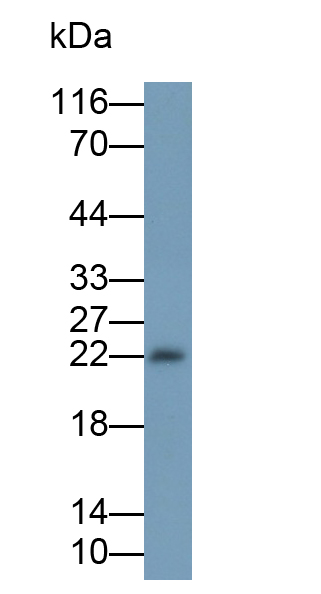 Monoclonal Antibody to Interleukin 18 (IL18)