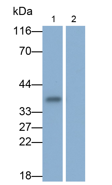 Monoclonal Antibody to Interleukin 1 Alpha (IL1a)