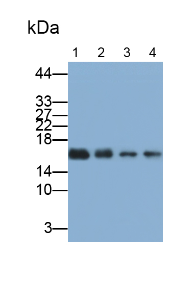 Monoclonal Antibody to Leptin (LEP)