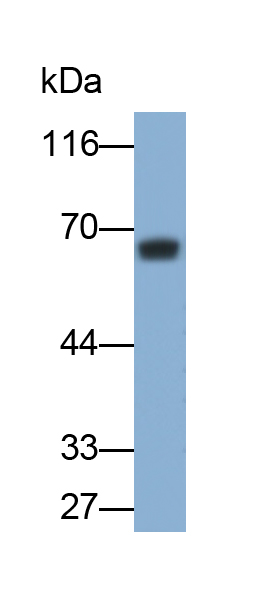 Monoclonal Antibody to Colony Stimulating Factor 1, Macrophage (MCSF)