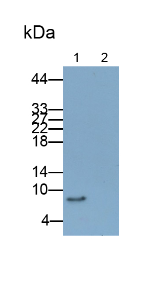 Monoclonal Antibody to Macrophage Inflammatory Protein 3 Alpha (MIP3a)