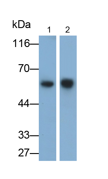 Monoclonal Antibody to Matrix Metalloproteinase 3 (MMP3)