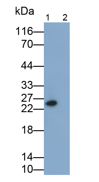 Monoclonal Antibody to Tumor Necrosis Factor Alpha (TNFa)