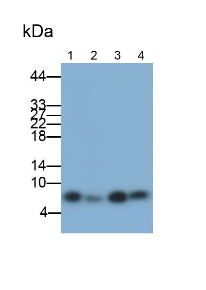 Monoclonal Antibody to Ubiquitin (Ub)