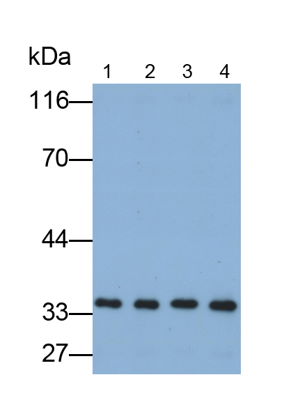 Monoclonal Antibody to Annexin V (ANXA5)