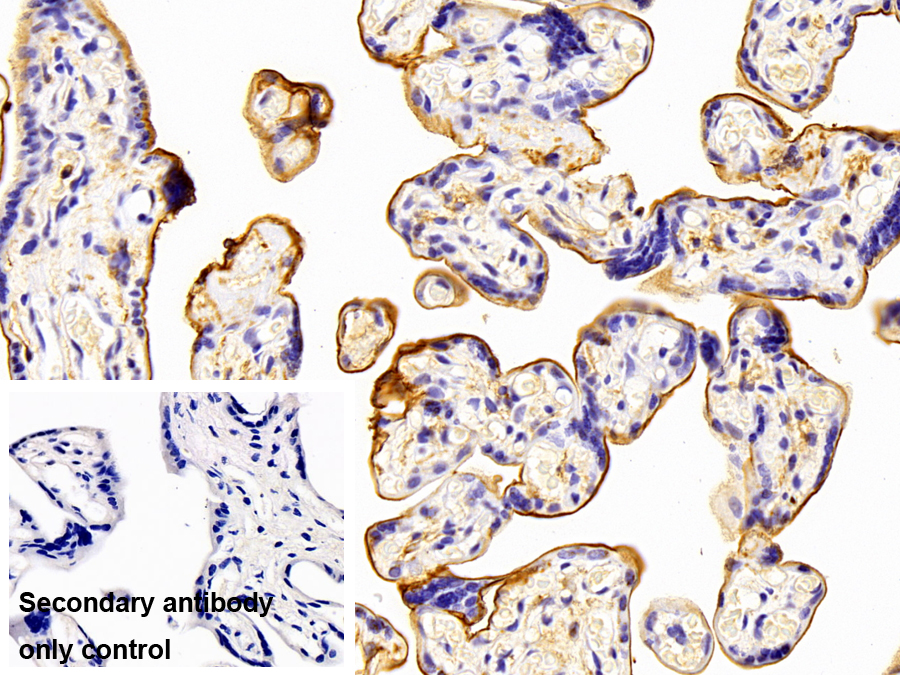 Monoclonal Antibody to Annexin V (ANXA5)