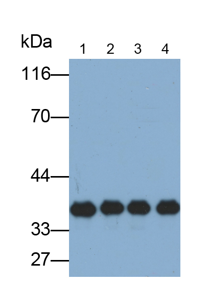 Monoclonal Antibody to Annexin V (ANXA5)