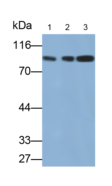 Monoclonal Antibody to Transportin 1 (TNPO1)