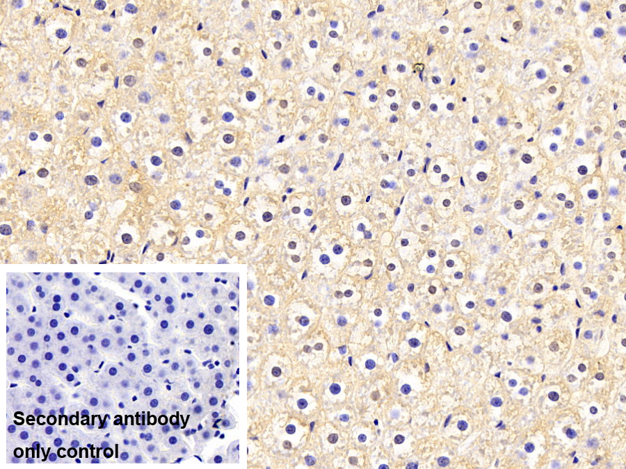 Monoclonal Antibody to Transportin 1 (TNPO1)