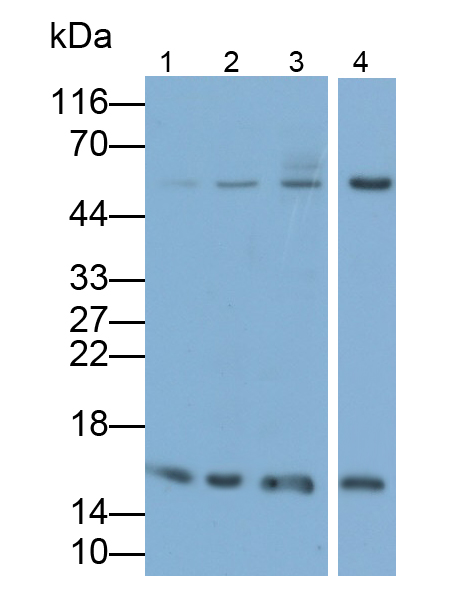 Monoclonal Antibody to Histone H3 (H3)