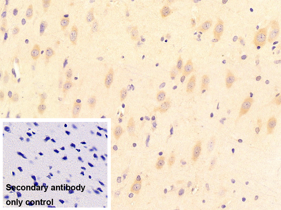 Monoclonal Antibody to Neuronal Pentraxin II (NPTX2)