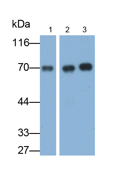 Monoclonal Antibody to Heat Shock 70kDa Protein 1B (HSPA1B)