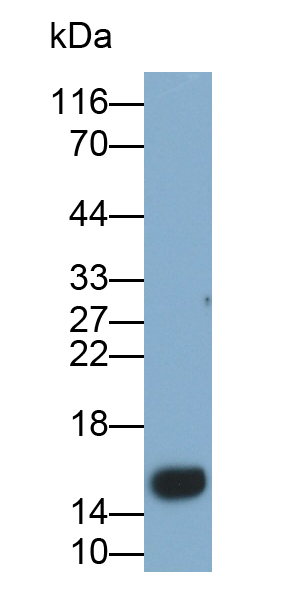 Monoclonal Antibody to Galectin 2 (GAL2)