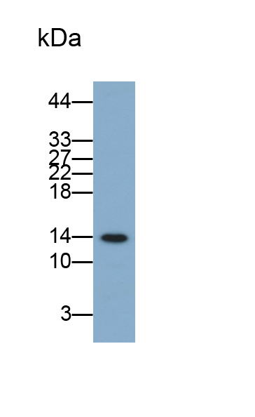 Monoclonal Antibody to Galectin 7 (GAL7)
