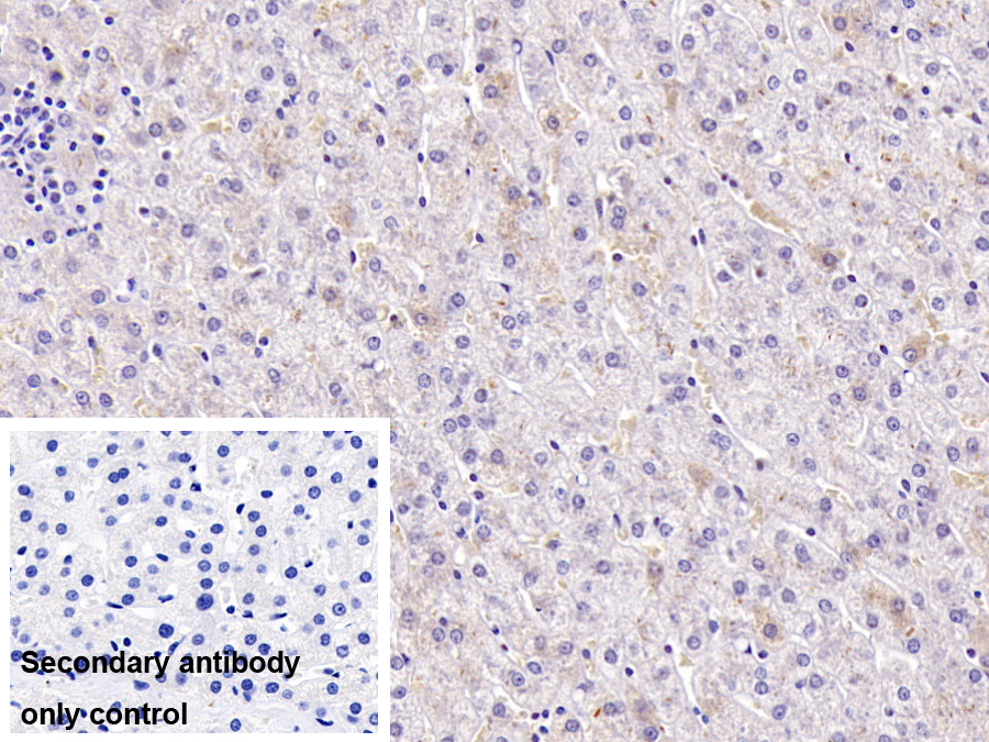 Monoclonal Antibody to Apolipoprotein H (APOH)