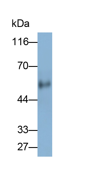 Monoclonal Antibody to Apolipoprotein H (APOH)