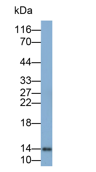 Monoclonal Antibody to Galectin 1 (GAL1)