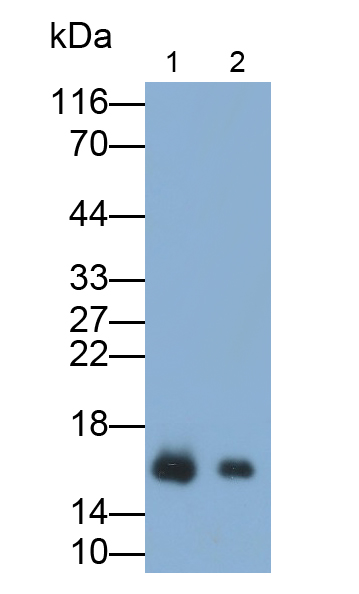 Monoclonal Antibody to Galectin 1 (GAL1)