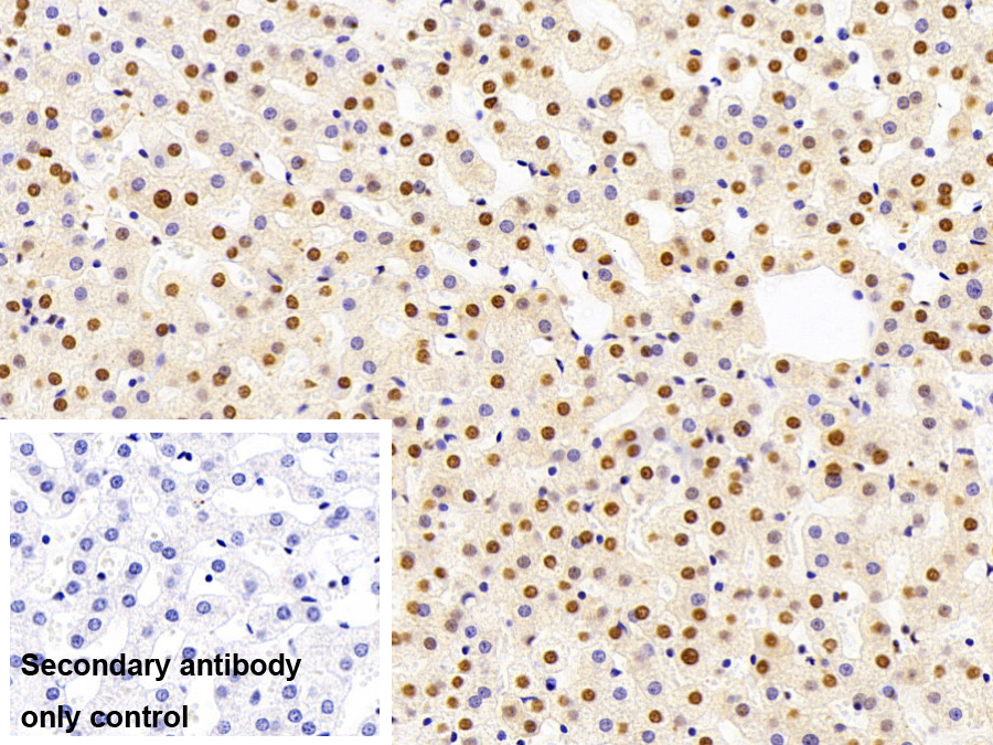 Monoclonal Antibody to Heterogeneous Nuclear Ribonucleoprotein A2/B1 (HNRPA2B1)