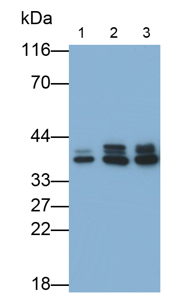 Monoclonal Antibody to Heterogeneous Nuclear Ribonucleoprotein A2/B1 (HNRPA2B1)