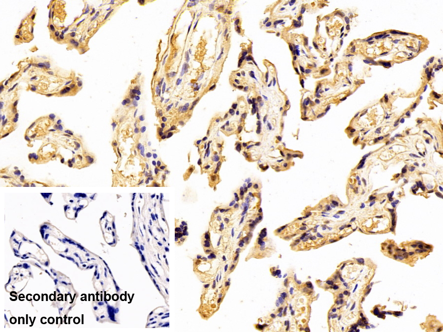 Monoclonal Antibody to Heterogeneous Nuclear Ribonucleoprotein A2/B1 (HNRPA2B1)