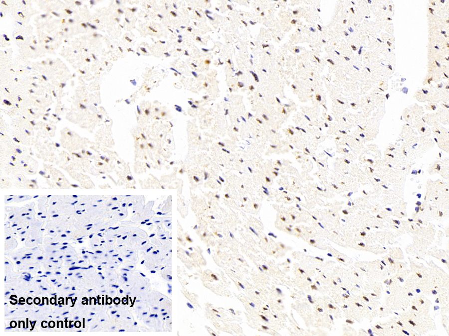 Monoclonal Antibody to Heterogeneous Nuclear Ribonucleoprotein A2/B1 (HNRPA2B1)