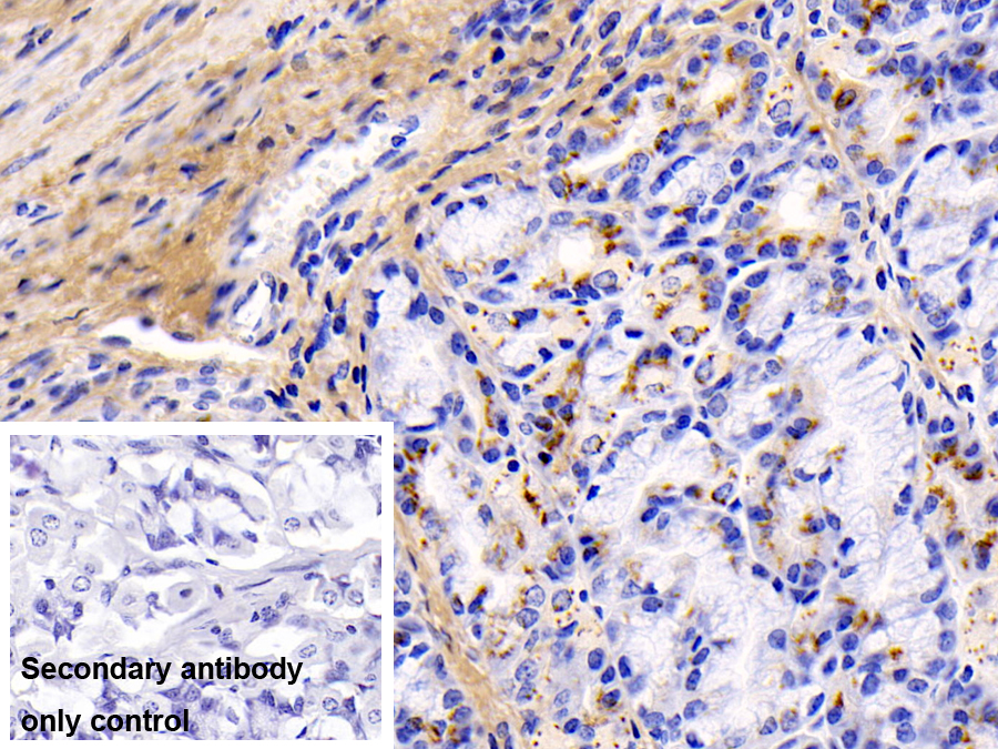 Monoclonal Antibody to Collagen Type I Alpha 1 (COL1a1)
