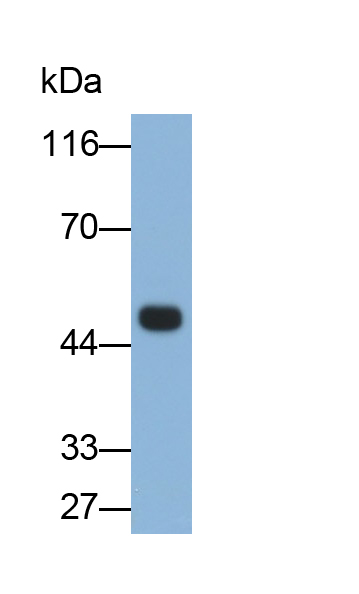 Monoclonal Antibody to GATA Binding Protein 3 (GATA3)