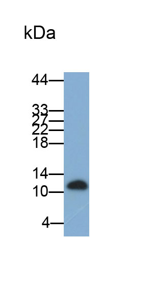 Monoclonal Antibody to Cystatin A (CSTA)