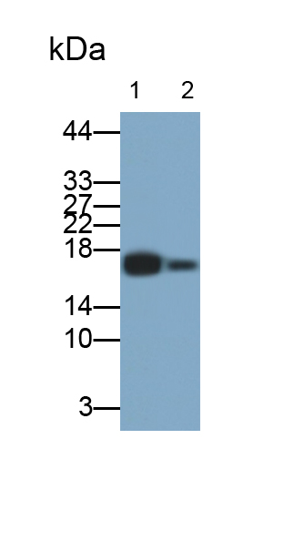 Monoclonal Antibody to Myoglobin (MYO)