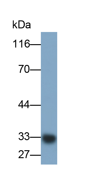 Monoclonal Antibody to Apolipoprotein A1 (APOA1)