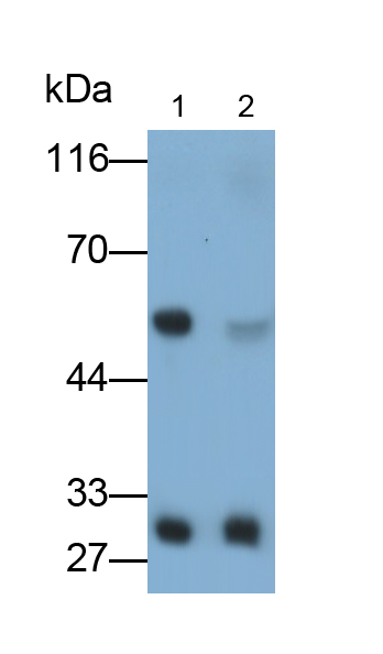 Monoclonal Antibody to Apolipoprotein A1 (APOA1)