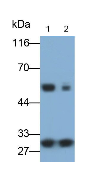 Monoclonal Antibody to Apolipoprotein A1 (APOA1)