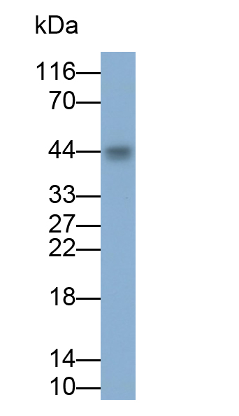 Monoclonal Antibody to Myelin Basic Protein (MBP)