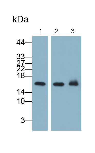 Monoclonal Antibody to Brain Natriuretic Peptide (BNP)