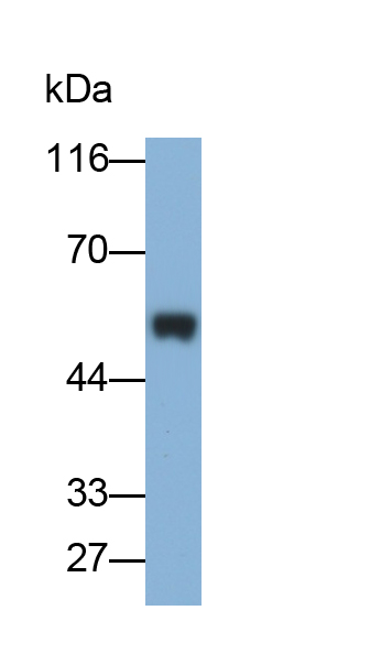 Monoclonal Antibody to Immunoglobulin G (IgG)