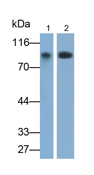 Monoclonal Antibody to Vascular Cell Adhesion Molecule 1 (VCAM1)