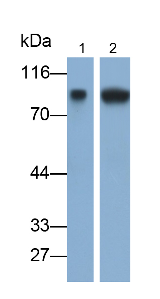 Monoclonal Antibody to Vascular Cell Adhesion Molecule 1 (VCAM1)