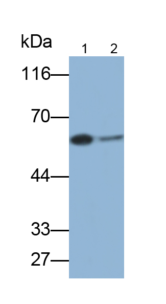 Monoclonal Antibody to Nicotinamide Adenine Dinucleotide Phosphate Oxidase 1 (NOX1)