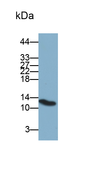 Monoclonal Antibody to Fatty Acid Binding Protein 2, Intestinal (FABP2)