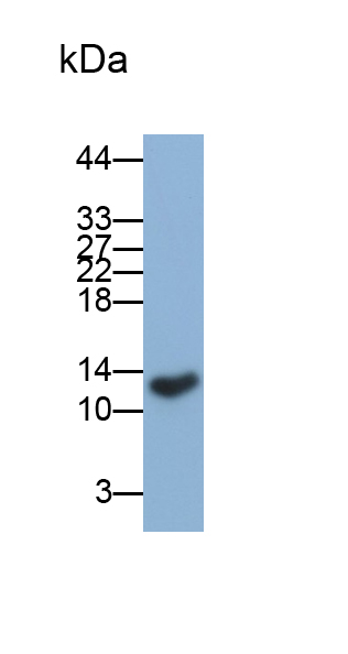 Monoclonal Antibody to Fatty Acid Binding Protein 2, Intestinal (FABP2)