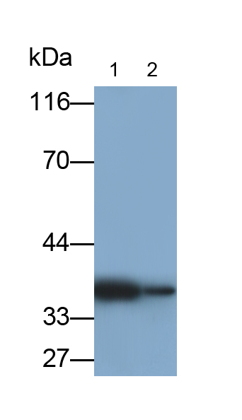 Monoclonal Antibody to Aquaporin 4 (AQP4)