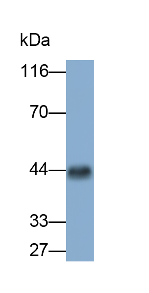 Monoclonal Antibody to Aquaporin 4 (AQP4)