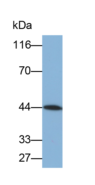 Monoclonal Antibody to Aquaporin 4 (AQP4)