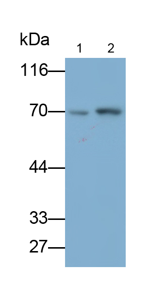 Monoclonal Antibody to Transcription Factor P65 (NFKB3)