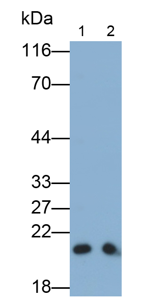 Monoclonal Antibody to BH3 Interacting Domain Death Agonist (Bid)