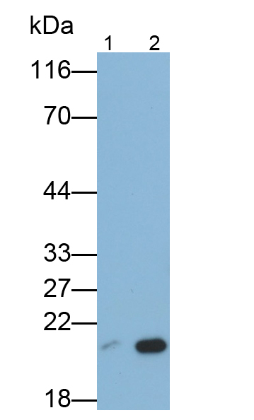 Monoclonal Antibody to BH3 Interacting Domain Death Agonist (Bid)