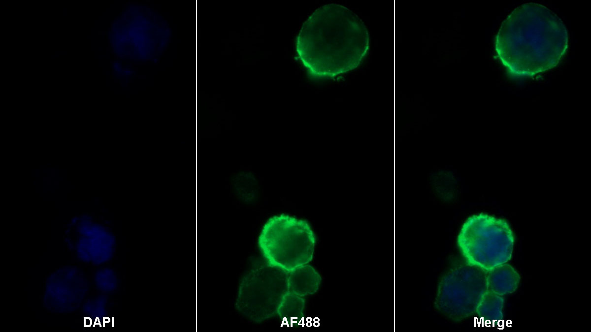 Monoclonal Antibody to Cluster Of Differentiation 28 (CD28)