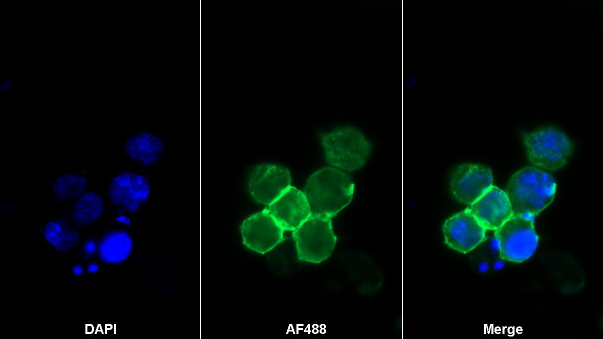 Monoclonal Antibody to Cluster Of Differentiation 28 (CD28)